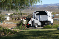 tree service arborist stump root thin lace shape palm crown reduction cut san diego professional licenced insured bonded affordable competitive bid quote work frond skin trim trimming prune consultation safety recommendation clearing removal leaves berries seeds cones flush maintenence yearly company referal discount healthy advise appraisal value view clearance sick educated business skinned flightless bark disease climb cleanup complete artistic crown